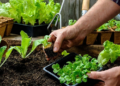 Growing vegetables: requirements, rules and steps