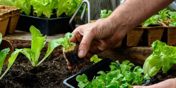 Growing vegetables: requirements, rules and steps