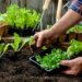Growing vegetables: requirements, rules and steps