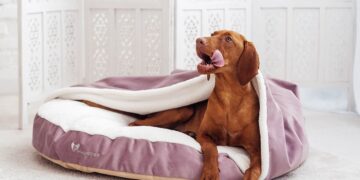 Что необходимо приобрести для создания комфортных условий для питомца