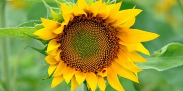 Поняття про соняшниковий концентрат та його використання