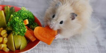 Улюблені ласощі для гризунів