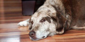 Советы по уходу за стареющими питомцами: как обеспечить им комфорт и здоровье