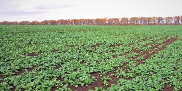 Насіння озимого ріпаку: особливості вирощування та корисні поради