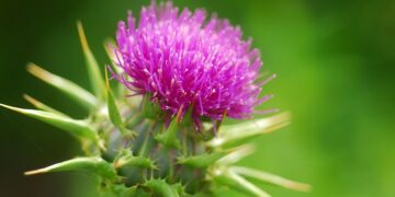 Розторопша для печінки – натуральний захист та відновлення