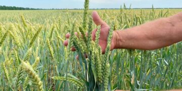 Насіння озимої пшениці: що потрібно знати про вирощування