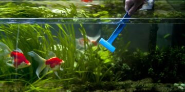 Правильний догляд за акваріумом: як забезпечити здоров’я рибок