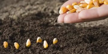 Як правильно садити насіння кукурудзи, щоб отримати добрий урожай: правила та рекомендації